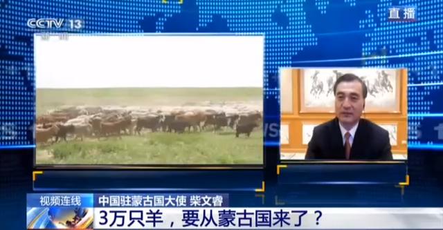 蒙古國送的3萬只羊會(huì)變成羊肉 吃貨網(wǎng)友：準(zhǔn)備好了(圖2)