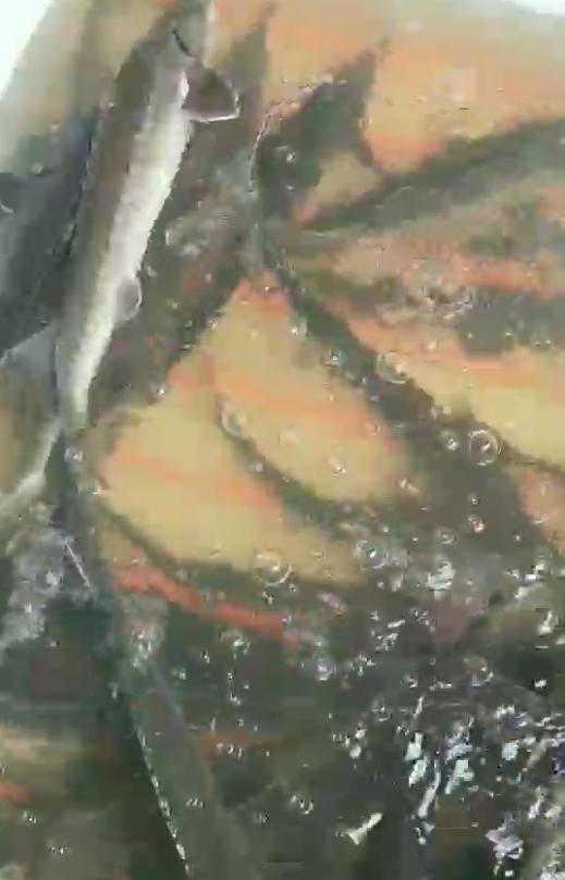 暴雨過后，上千萬斤養(yǎng)殖大型鱘魚從甘肅流入廣元…(圖2)