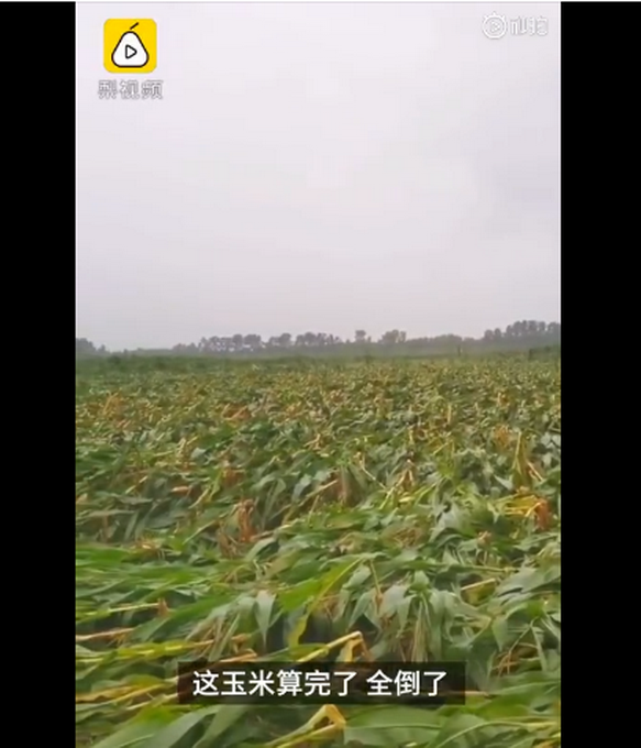 臺風(fēng)“美莎克”致吉林玉米大面積倒伏，像棉被一樣鋪在地上，減產(chǎn)已成定局