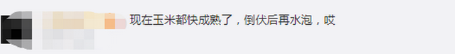 臺(tái)風(fēng)“美莎克”致吉林玉米大面積倒伏，像棉被一樣鋪在地上，減產(chǎn)已成定局(圖3)